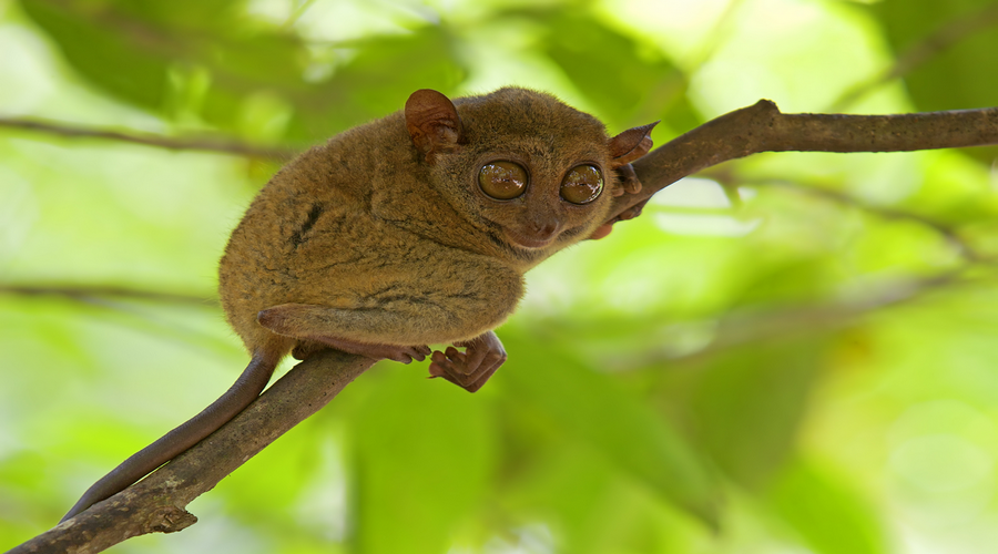 The Philippine Tarsier Foundation (Nadace filipínských nártounů)