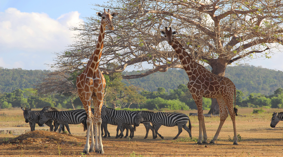 Calauit Safari Park