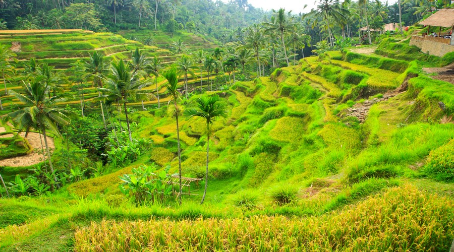 Jatiluwih Rice Terraces