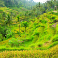 dovolena bali jatiluwih rice terraces