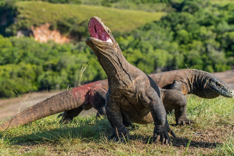 Komodo BALI, FLORES A VÝPRAVA ZA KOMODSKÝM DRAKEM