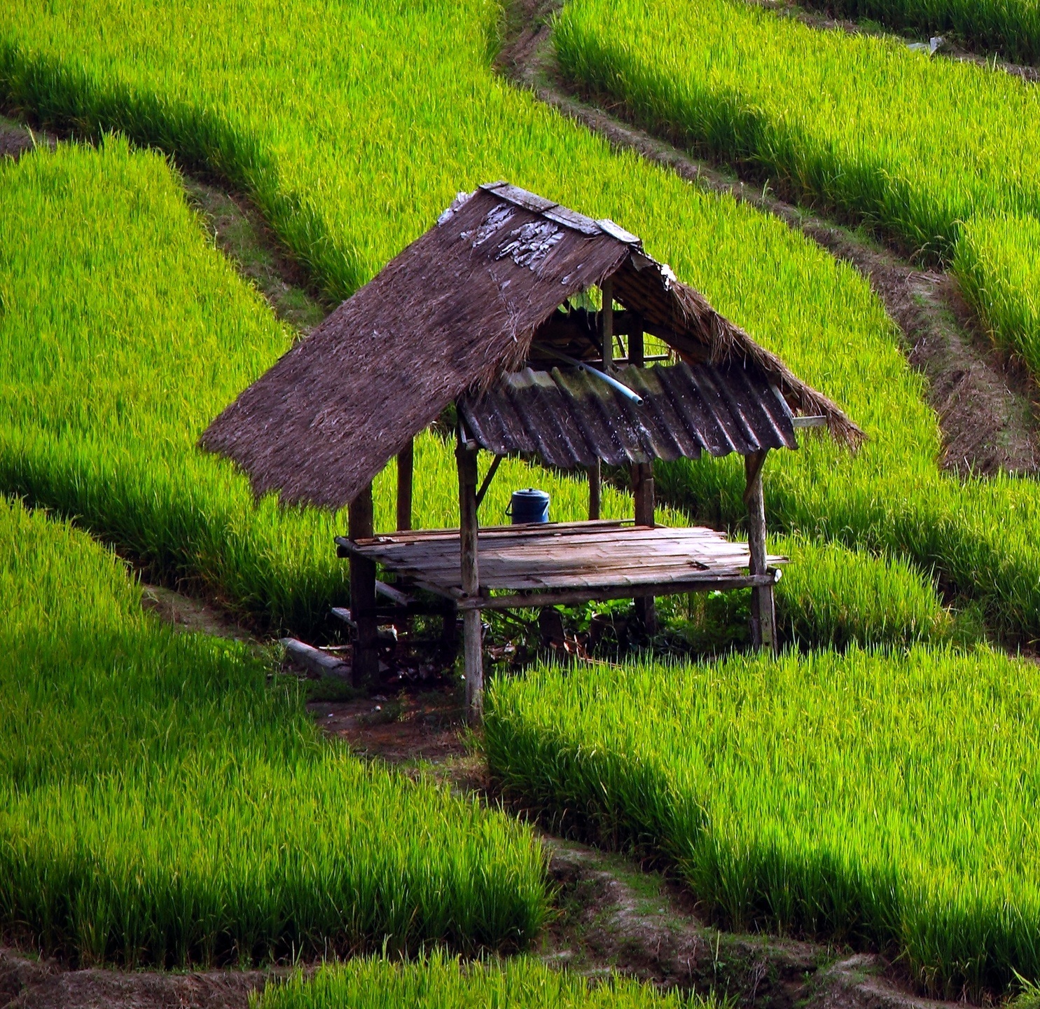 Chiang Mai